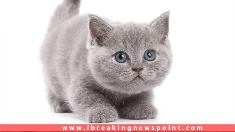 Top Ten Beautiful, Cute Cats | Adorable Cats Remain Top Choice For All